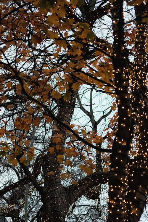 ağaç, dikey atış, ışık dizisi içeren Ücretsiz stok fotoğraf