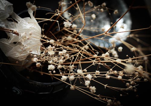 免费 白色花瓣花的浅焦点照片 素材图片