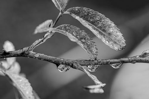 Grayscale Photo of a Tree Branch with Water Droplets