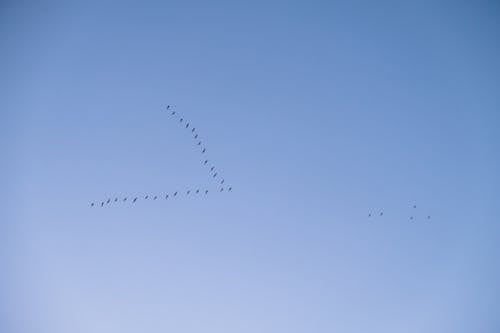 Flock of Birds Flying Under Blue Sky