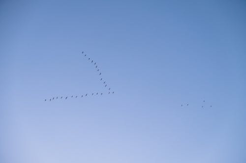 Ilmainen kuvapankkikuva tunnisteilla lauma, lentäminen, lentävät linnut