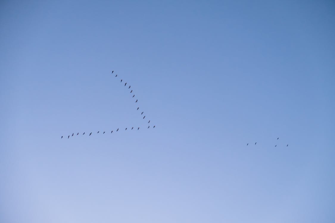 Бесплатное стоковое фото с голубое небо, летающие птицы, летающий