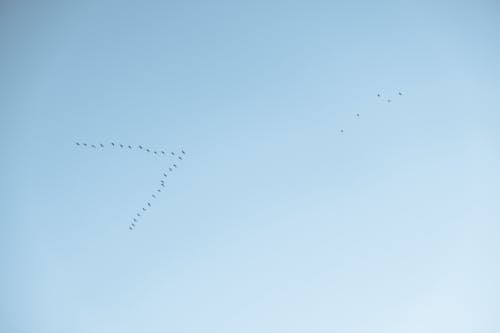 Foto d'estoc gratuïta de bandada, cel blau, migració