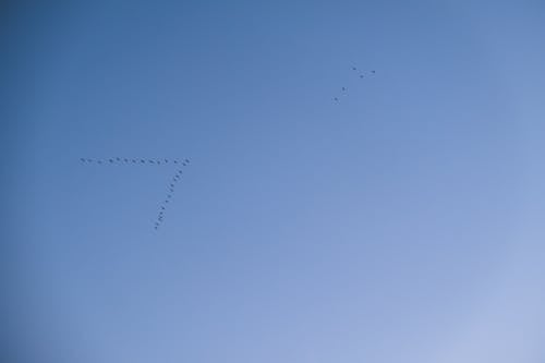 Flock of Birds Flying on a Blue Sky