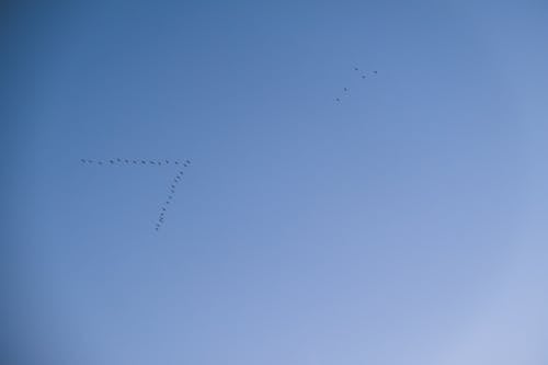 Gratis arkivbilde med bekymringsløs, blå himmel, dyr