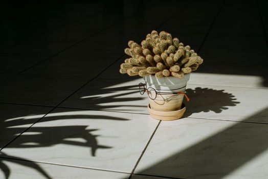 盆栽仙人掌的异想天开设置，以眼镜为装饰，并巧妙融合了阴影与阳光