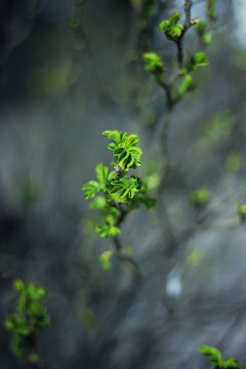 Green Leafed Plant