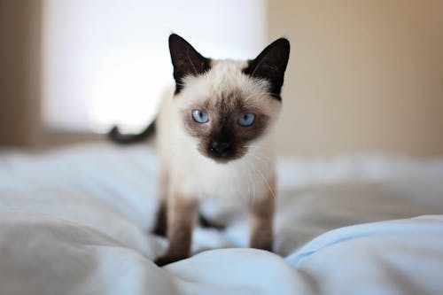 Free Siamese Cat Stock Photo