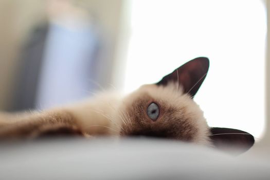 特写镜头中，一只暹罗小猫在室内闲逛，背景模糊