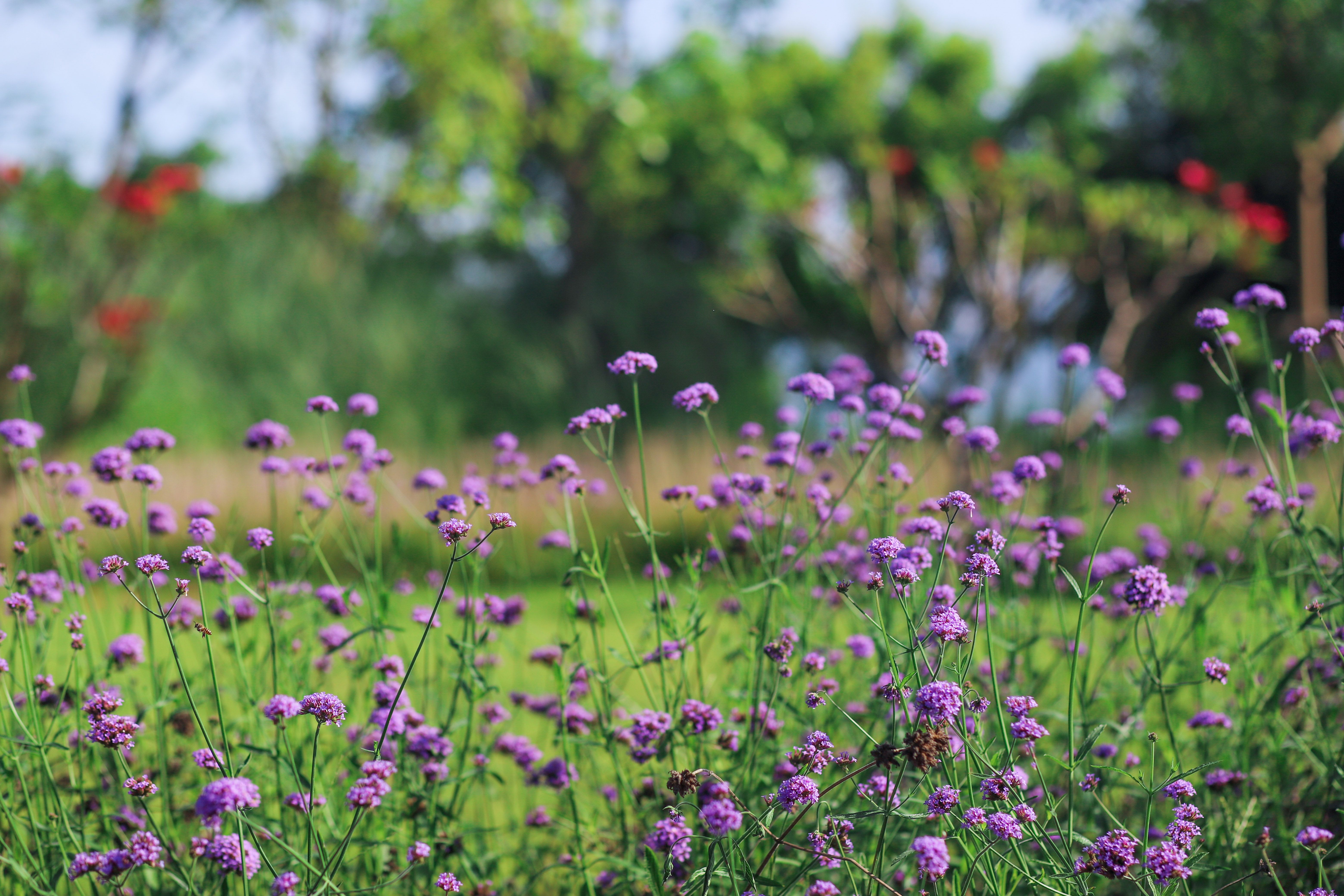Vervain Natural Herb