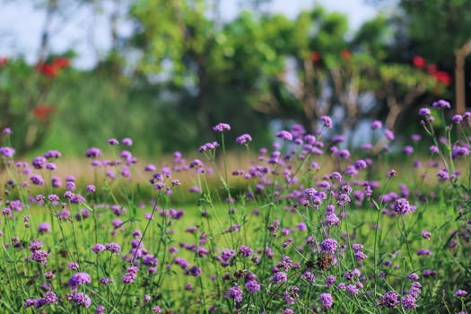 Vibrant purple vervain flowers in a serene outdoor garden setting.