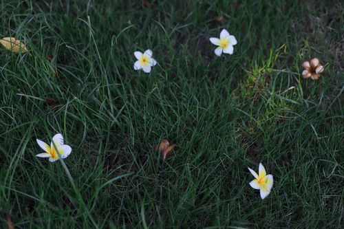 Free Close-up of white frangipani flowers scattered on green grass, showcasing natural beauty. Stock Photo