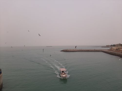 Free stock photo of birds following, speed boat, stream boat Stock Photo