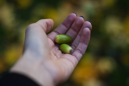 Person Holding Two Oval Green Fruits