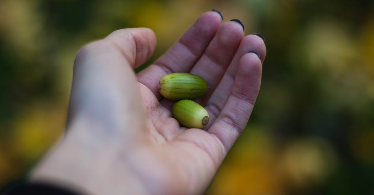 Free stock photo of acorns, hand, holding