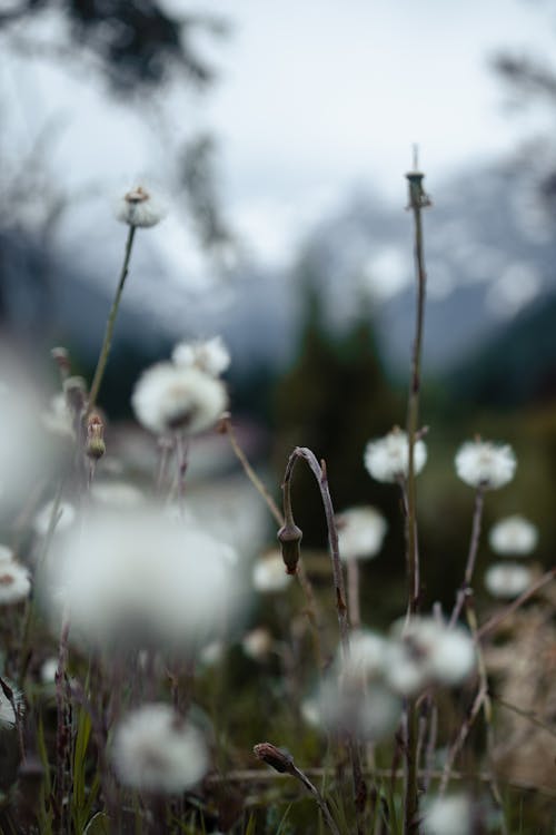 White fluffy dandelions blooming on grassy spacious valley in blurred nature in daylight
