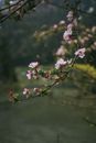 Blooming cherry tree in spring nature