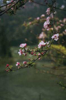 春天，树上樱花静静绽放，背景虚化，捕捉了大自然的美丽