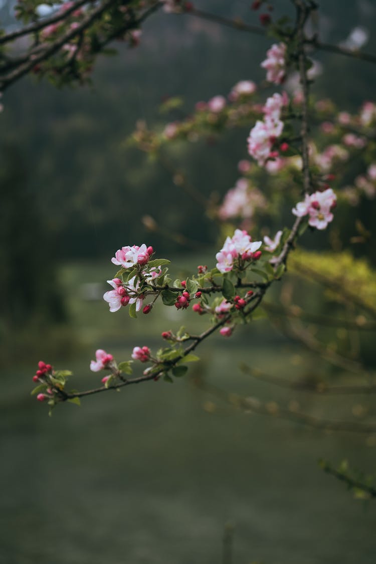 Blooming Cherry Tree In Spring Nature