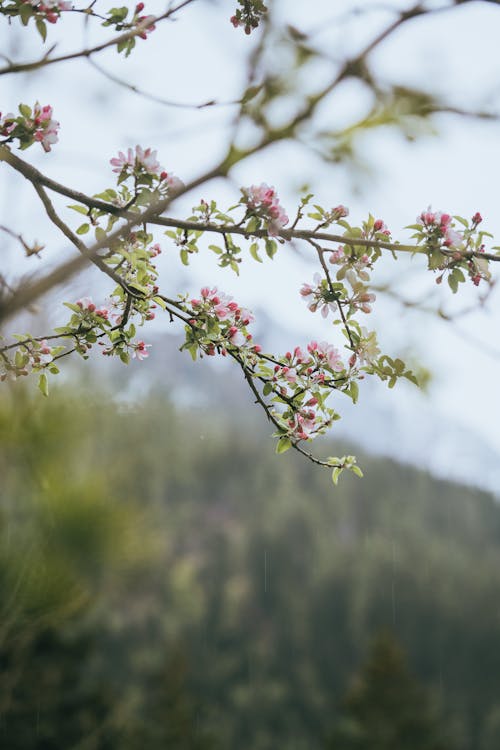 Blooming pink cherry tree branches growing on hillside against blurred hill on spring day