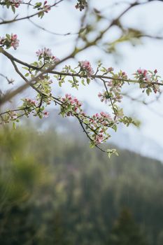 春日，山坡上盛开的粉红色樱花树枝，映衬着朦胧的山丘