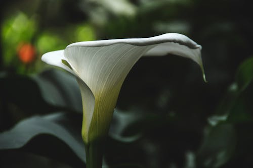 Free Close-Up Shot of a White Calla Lily in Bloom Stock Photo