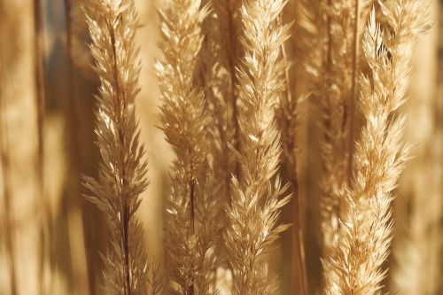 Free Long thin stems of cereal plant growing in agricultural field in farm in village Stock Photo