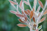 Delicate soft leaves of plant with thin villi on twigs growing in nature