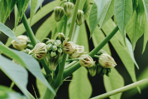 Plant with lush green foliage and buds of inflorescence growing on branches of manioc
