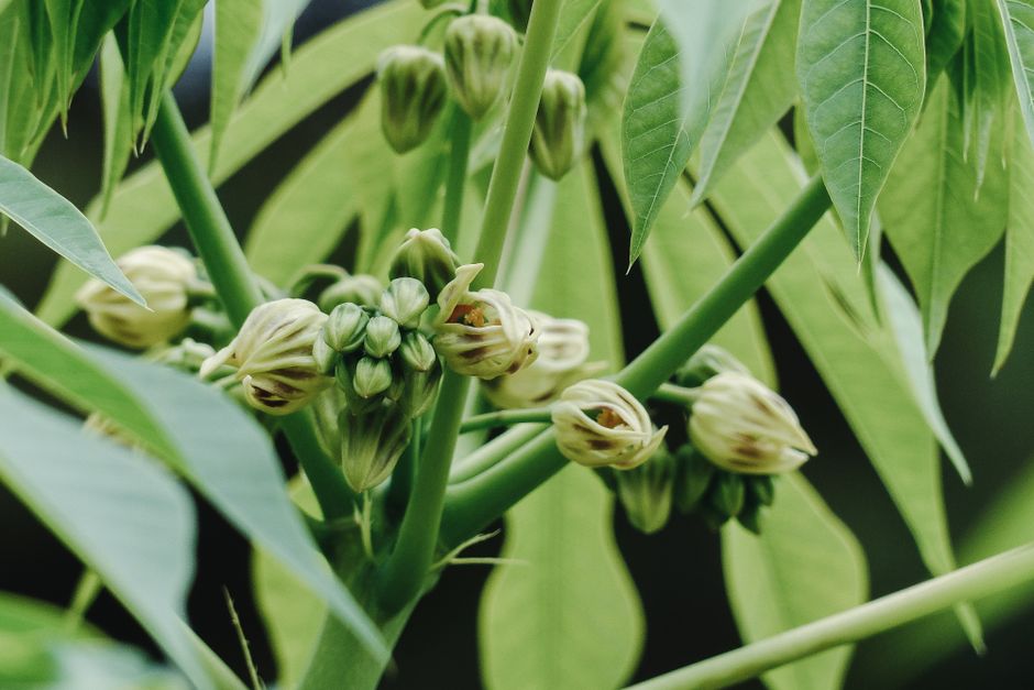 Close-up of a cassava (manioc) plant showing the woody, pencil-thick stems that you cut into cuttings and stack in shade until the rains arrive.
