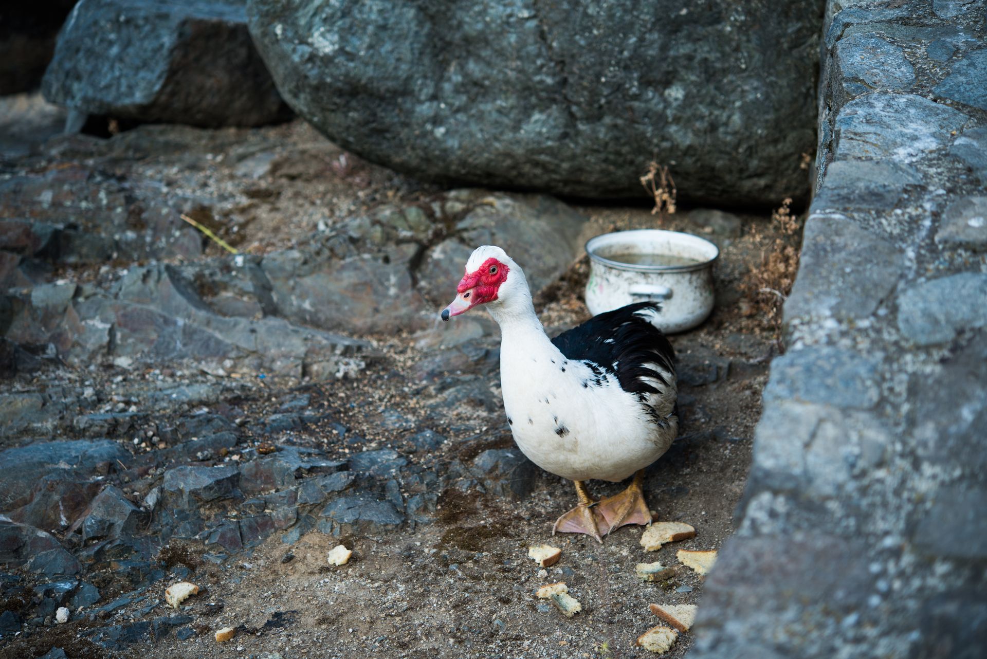 A Muscovy duck near rocks and breadcrumbs in Kakopetria, Cyprus.