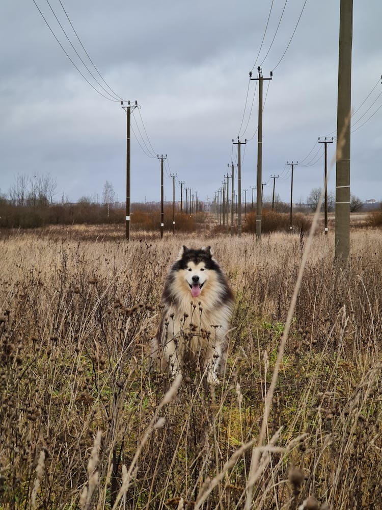 Symmetrical Photo Of A Dog In Dry Grass And Electrical Power Poles In Perspective