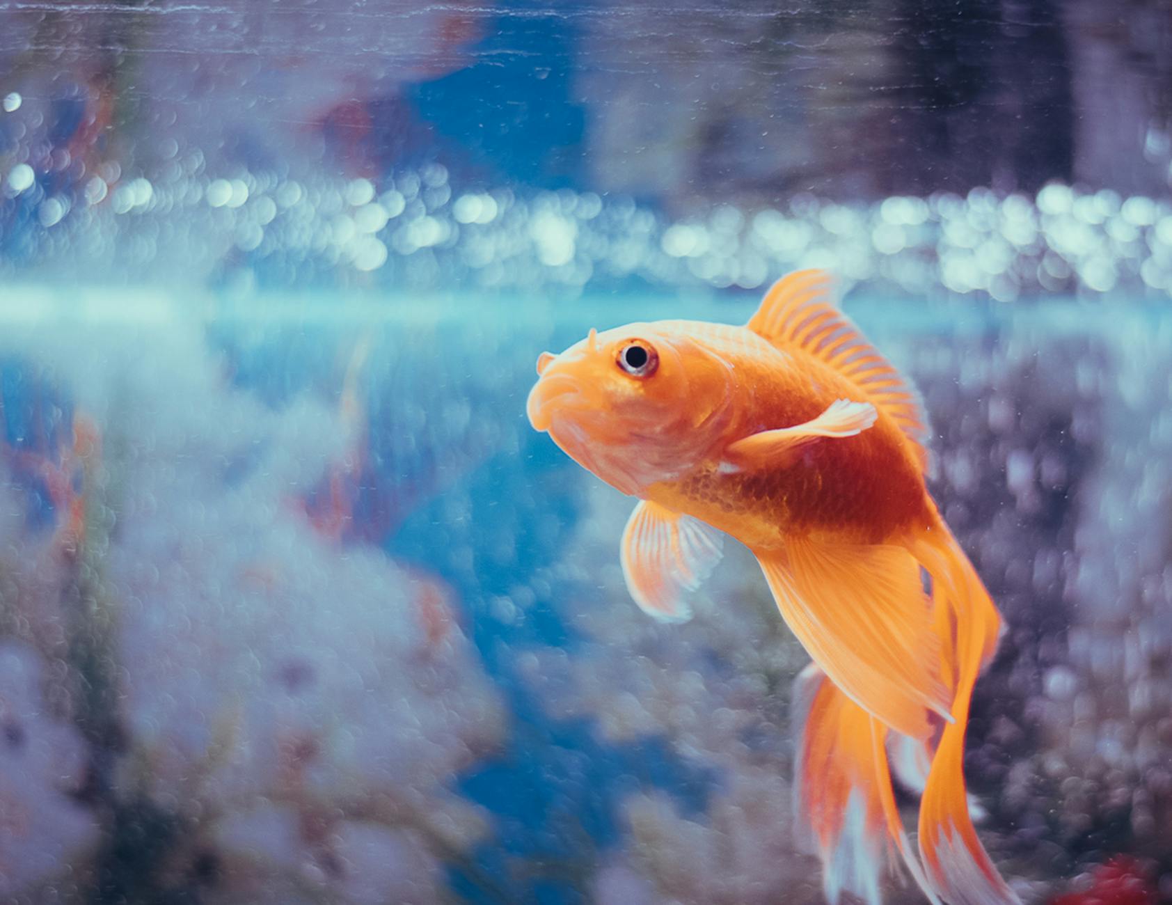 small goldfish aquaponics