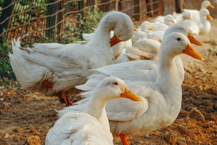 Flock Of Geese On Farm