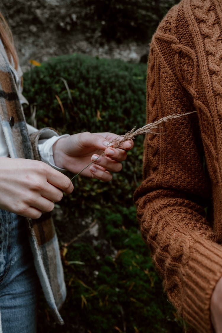 Person Holding A Brown Grass Flower