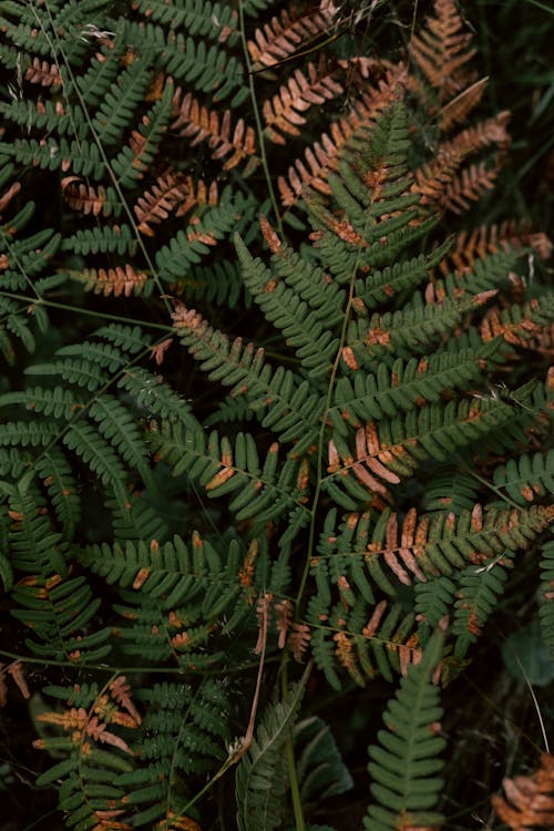 Close-Up Shot of Fern Leaves