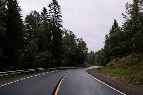 Empty Asphalt Road Between Trees