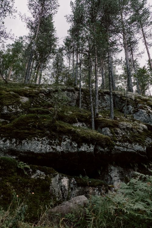 Free A tranquil forest landscape showcasing tall pine trees and moss-covered rocks. Stock Photo