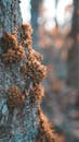 Close-Up Shot of Moss on a Tree Trunk