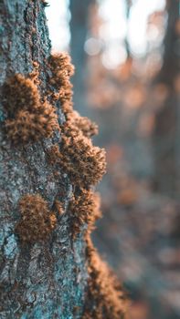 Detailed view of moss growing on a tree trunk in a forest, showcasing organic textures.