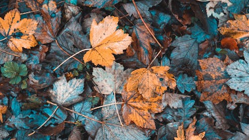 Dried Maple Leaves on the Ground