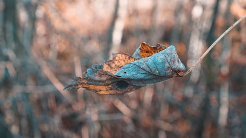 Close-Up Shot of Leaves