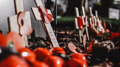 Immagine gratuita di cimitero, croci, cuccioli rossi
