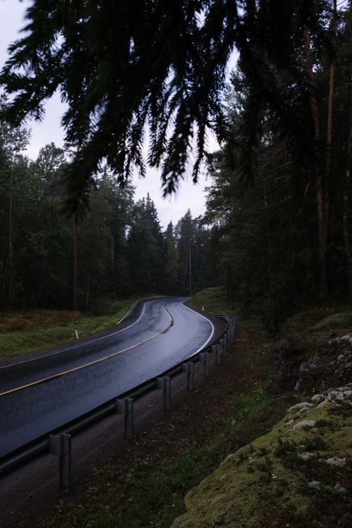 Free Misty road through a tranquil forest at twilight, showcasing nature's serene beauty. Stock Photo