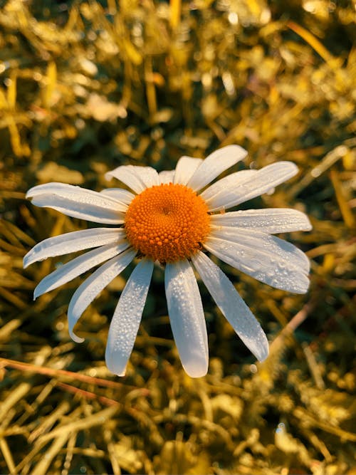 Close Up Photo of a White Flower