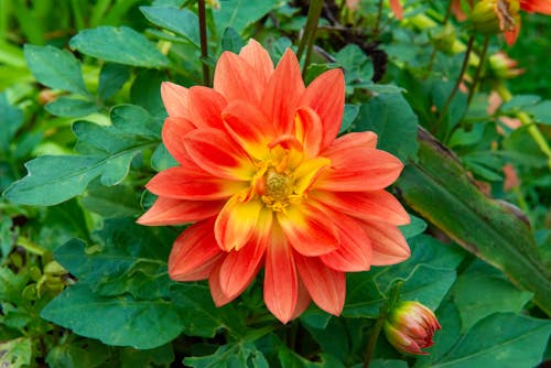 Free stock photo of blossom, colorful, dahlia