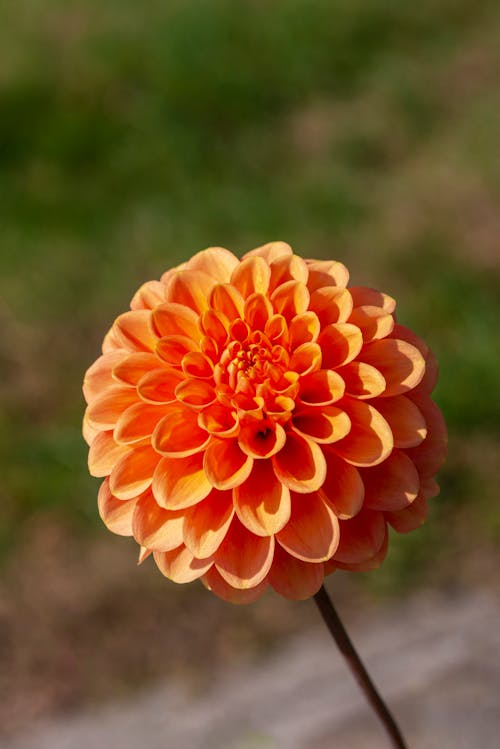 オレンジ色の花, セレクティブフォーカス, ダリアの無料の写真素材