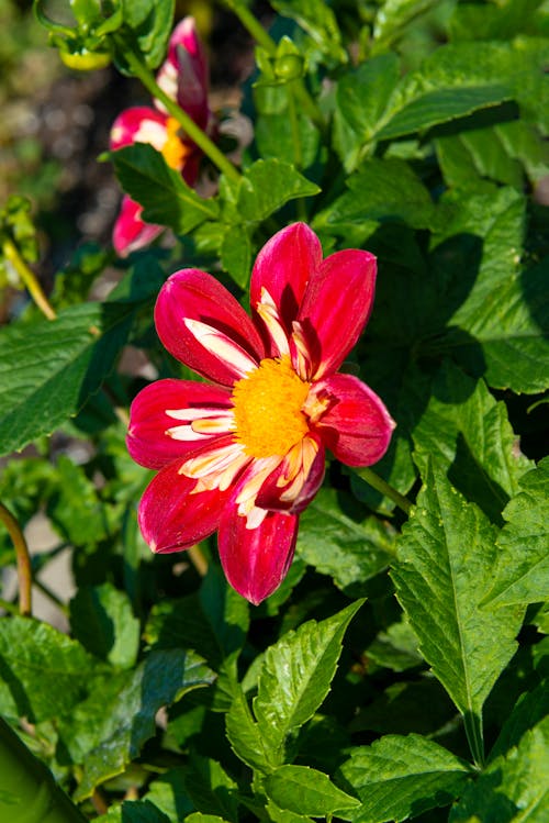 Free stock photo of blossom, colorful, dahlia