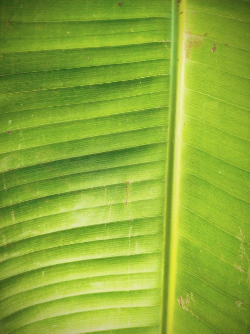 Free Banana Green Leaf in Close Up Photography Stock Photo