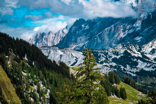 Forest Beside a Mountain